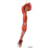 MUSCLE OF ARM WITH MAIN VESSELS & NERVES (SOFT)